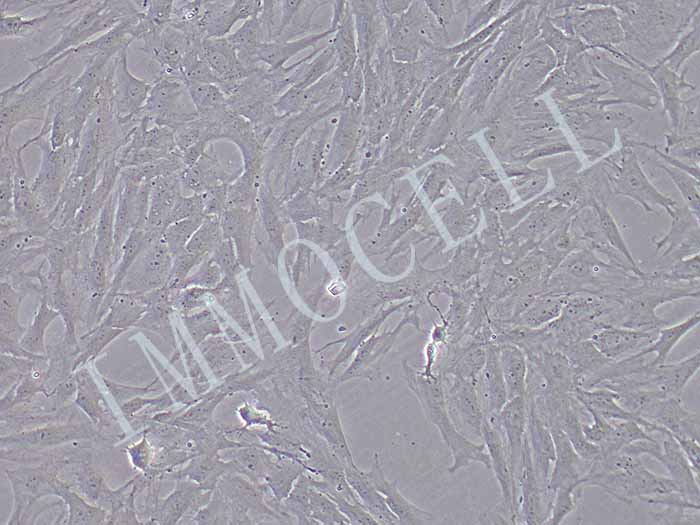 大鼠主动脉内皮细胞图片