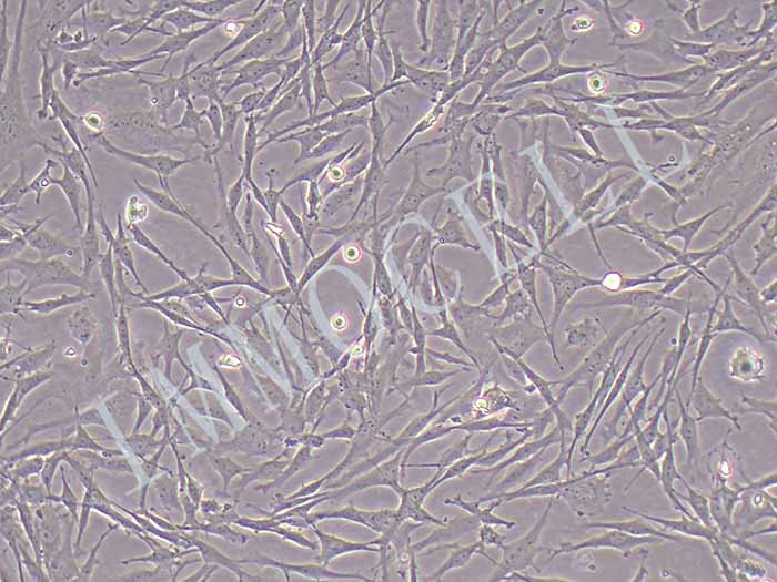 UMNSAH/DF-1鸡胚胎成纤维细胞