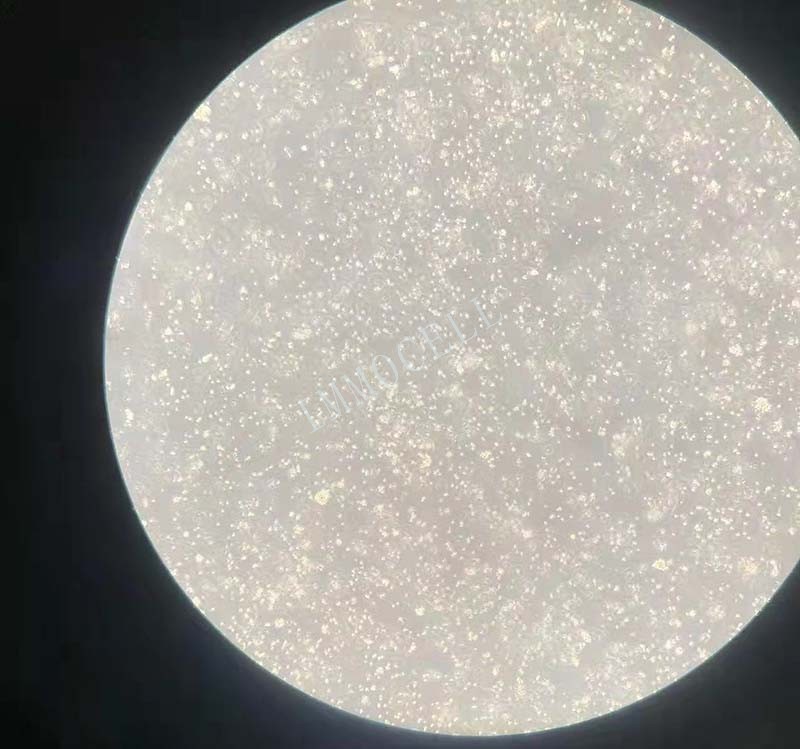 MOLM-13细胞大小不太均图片