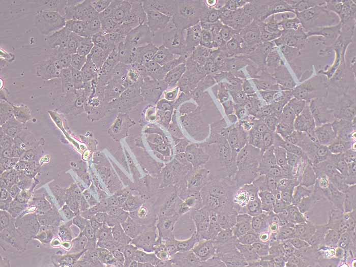 Caov-3细胞细胞图片