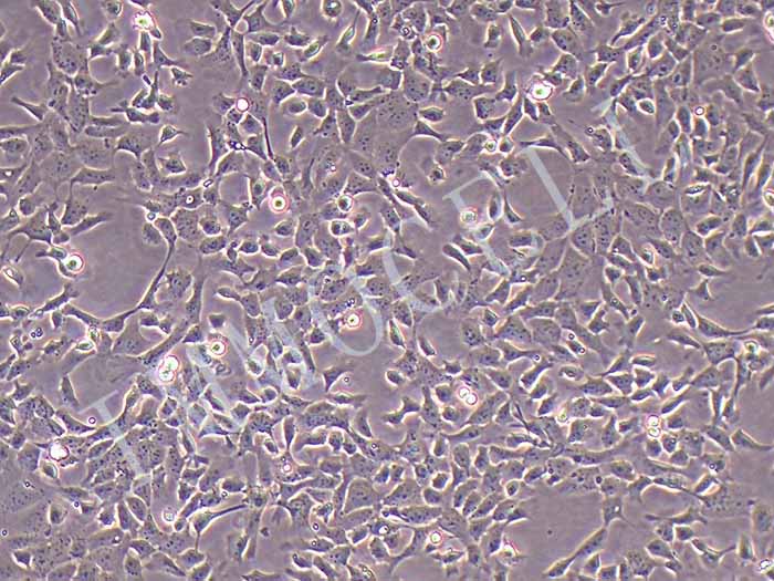 M-1小鼠肾集合管细胞图片