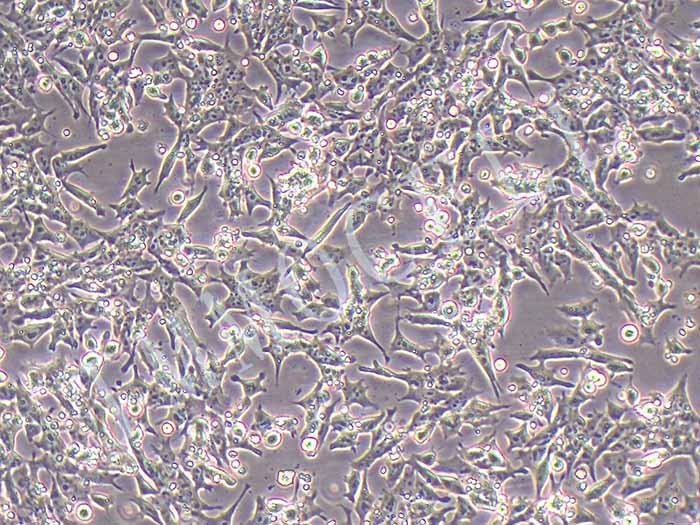 NE-4C细胞细胞图片