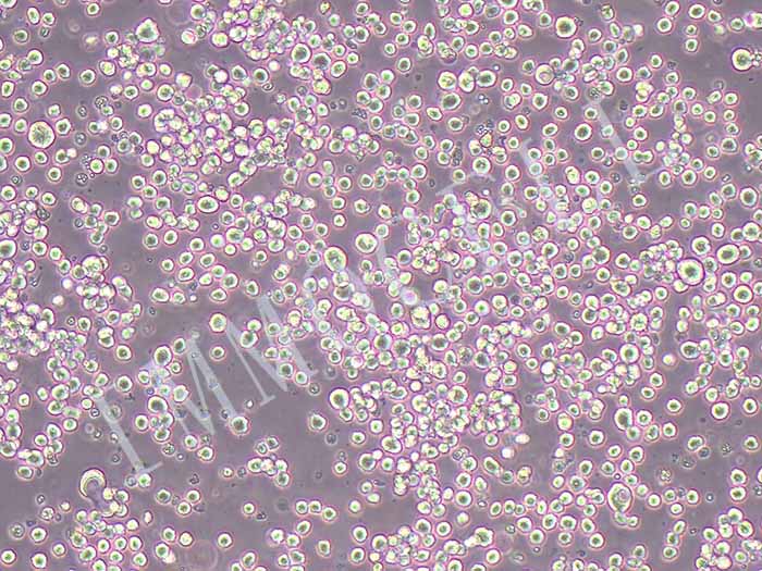 P3/NSI/1-Ag4-1细胞图片
