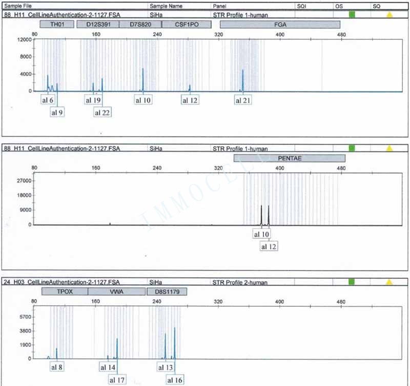 SiHa人子宫颈鳞癌细胞STR位点图