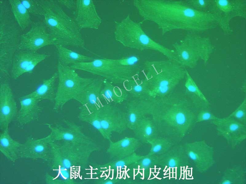 大鼠主动脉内皮细胞图片