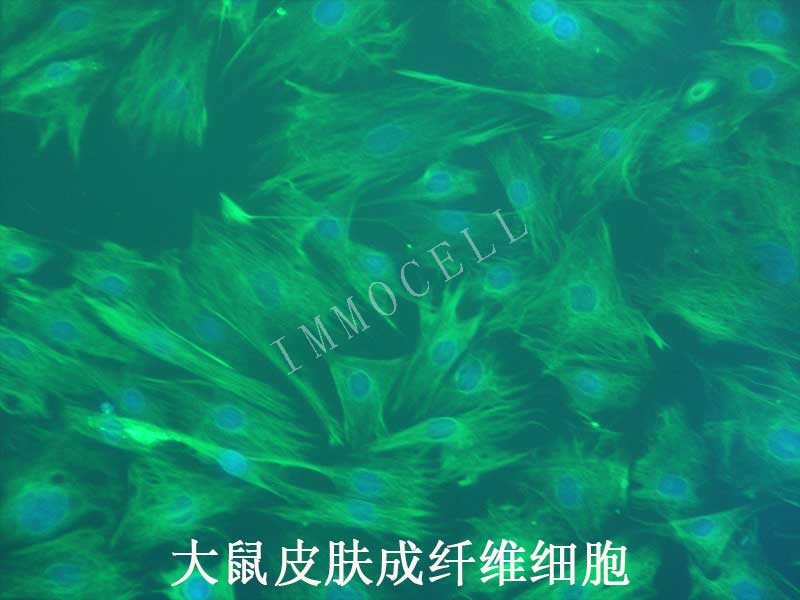 大鼠皮肤成纤维细胞图片