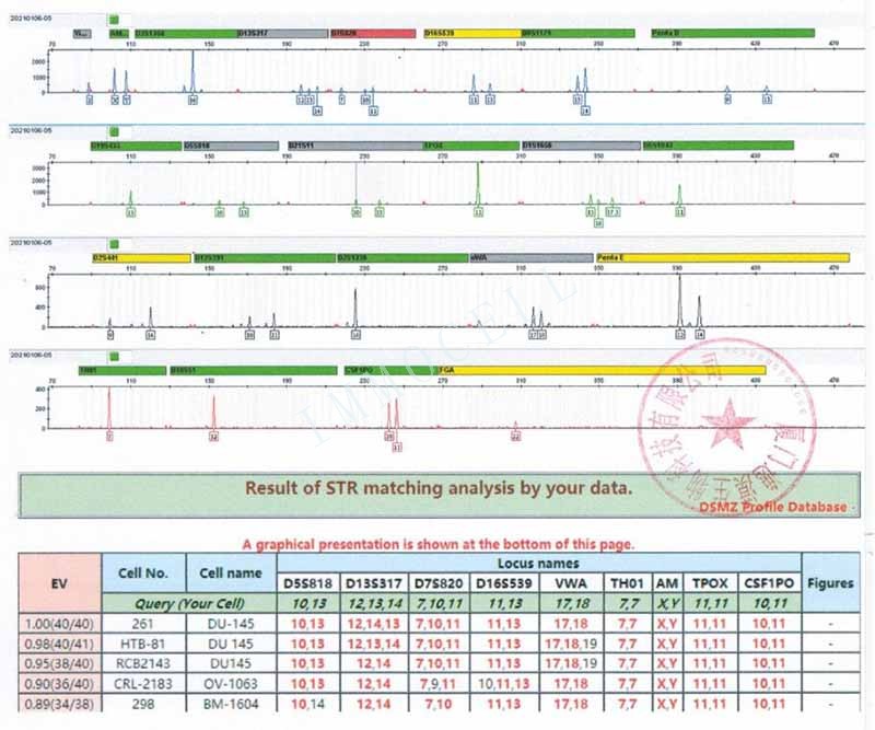 DU145人前列腺癌细胞STR鉴定位点图
