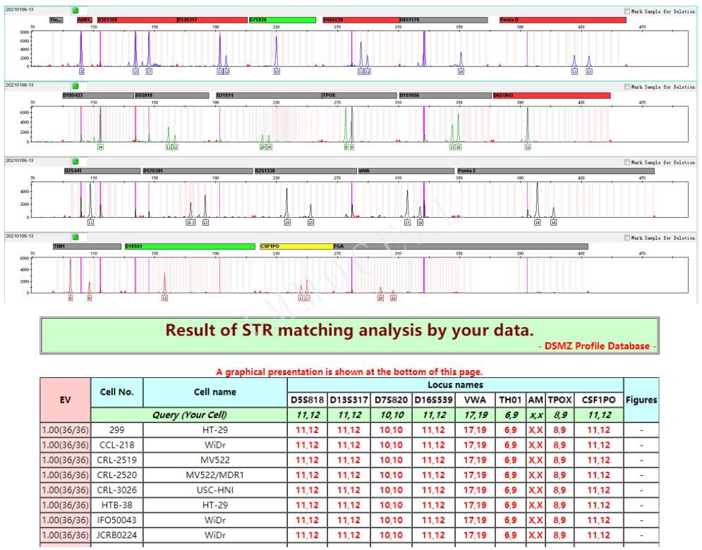 HT-29人结肠癌细胞STR鉴定位点图片
