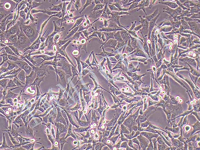 pan02荧光素酶标记细胞图片