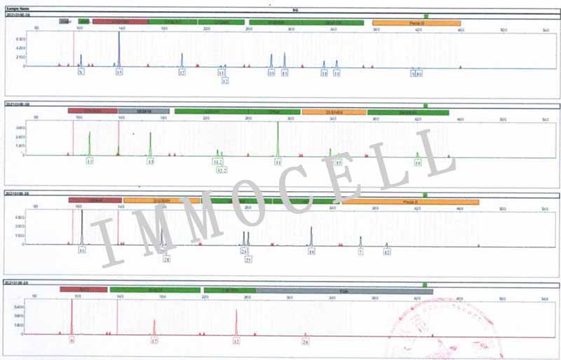 143B人骨肉瘤细胞STR鉴定图片