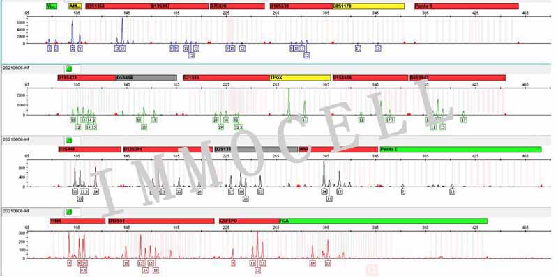 HFF-1人包皮成纤维细胞STR鉴定图片