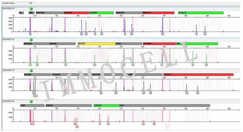 HPDE6-C7人正常胰腺导管上皮细胞STR鉴定图片