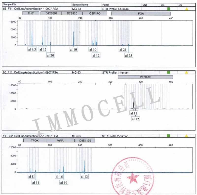 MG-63人骨肉瘤细胞STR鉴定图片