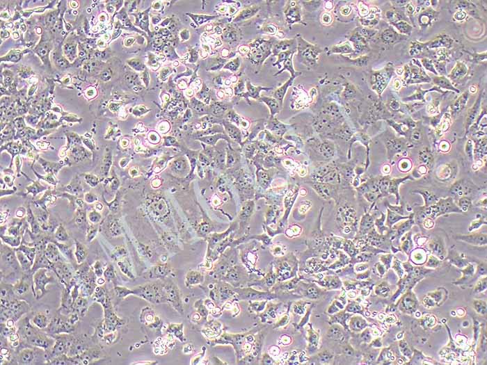 Het1A细胞细胞图片