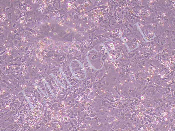 鸡胚成纤维细胞（种属鉴定正确）