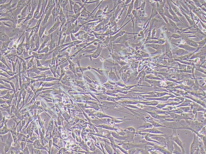 大鼠滑膜间充质干细胞