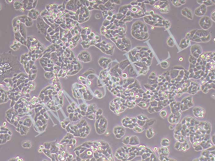 A2780/ Taxol细胞图片