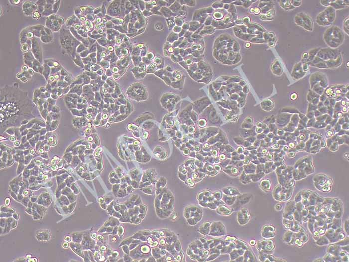 A2780/ Taxol 人卵巢癌细胞紫杉醇耐药株