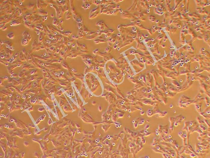 B-CPAP细胞细胞图片