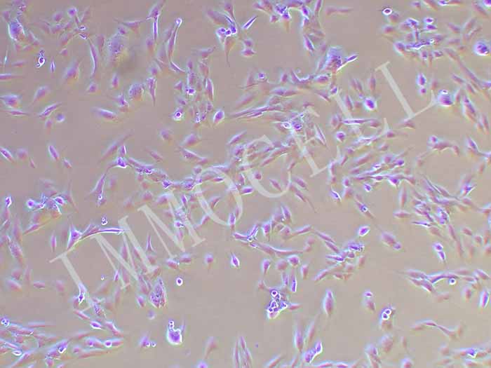 HFOB1.19细胞图片