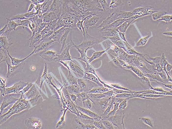 HFOB1.19细胞图片