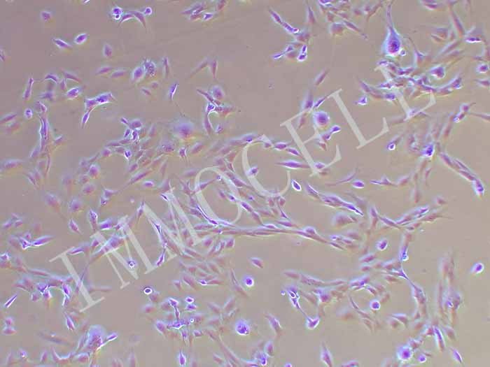 HFOB1.19细胞图片