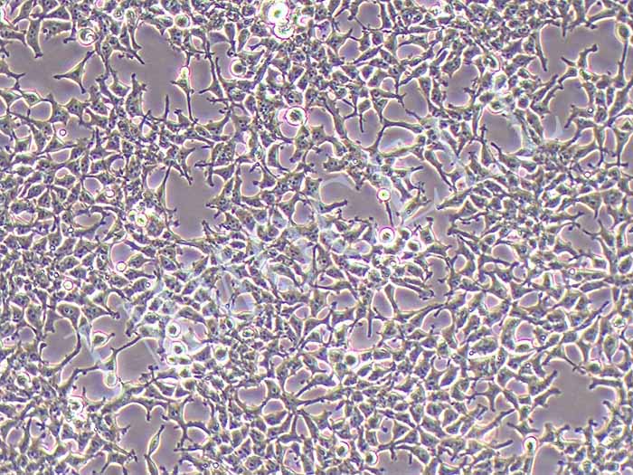 Hkb20细胞图片