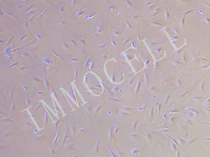 HRMC细胞细胞图片