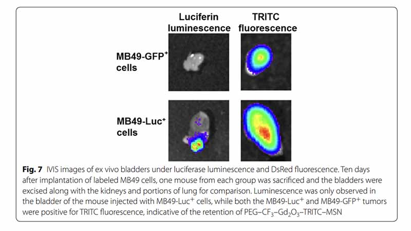 MB49-LUC-1.jpg