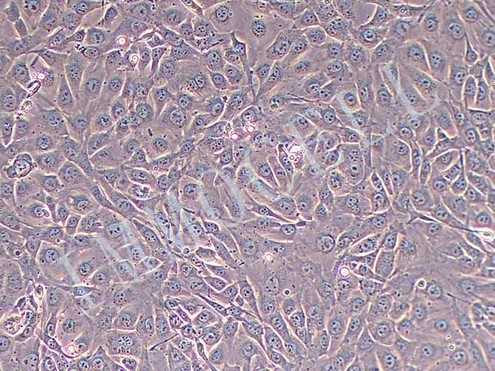 NIH/3T3细胞图片