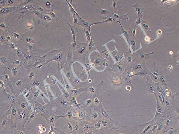 猪子宫内膜上皮细胞永生化