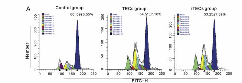 CSFE染色用于测试TECs和iTECs对THP-1细胞增殖的影响图 CSFE染色用于测试TECs和iTECs对THP-1细胞增殖的影响图