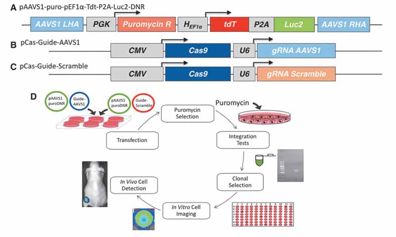 腺相关病毒整合位点 1 (AAVS1) 靶向 CRISPR-Cas9 双质粒系统和基因组编辑方案图 腺相关病毒整合位点 1 (AAVS1) 靶向 CRISPR-Cas9 双质粒系统和基因组编辑方案图