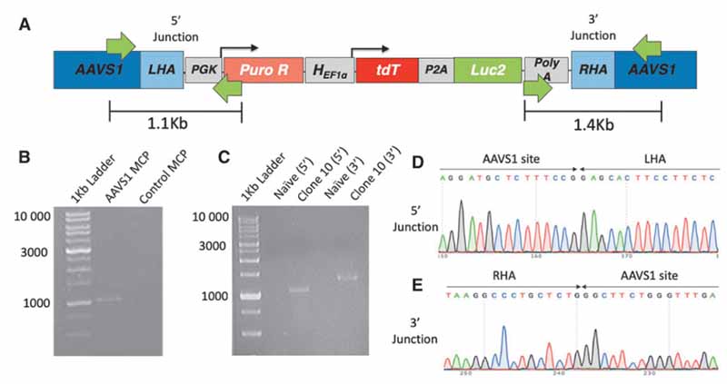 在 AAVS1 位点编辑的人胚肾 (HEK293T) 细胞的连接 PCR 分析图 在 AAVS1 位点编辑的人胚肾 (HEK293T) 细胞的连接 PCR 分析图