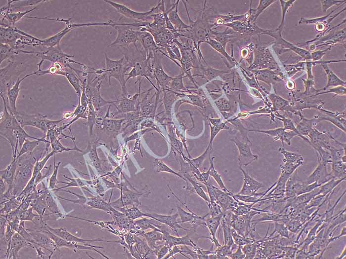 C3H/10T1/2细胞图片