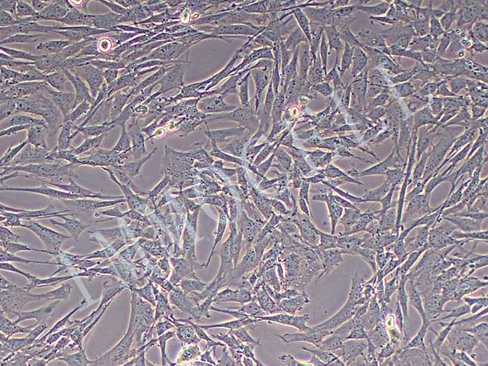 小鼠肺成纤维细胞图片