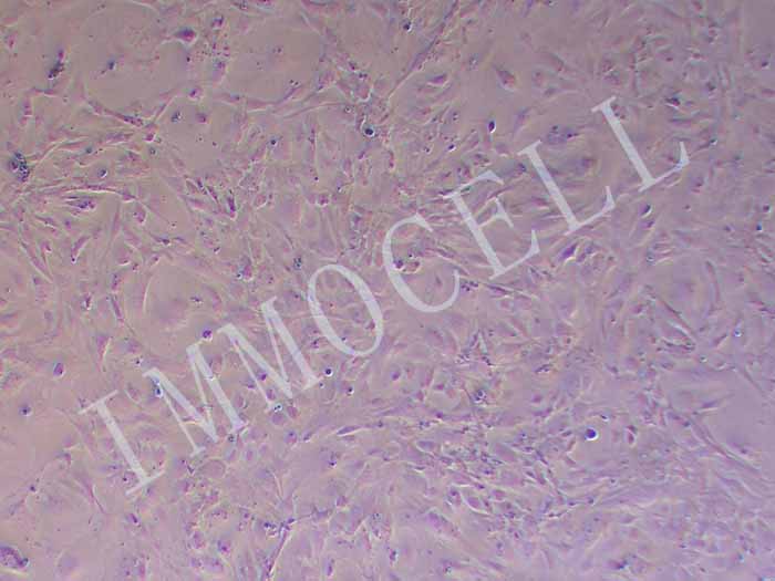 MEF细胞图片