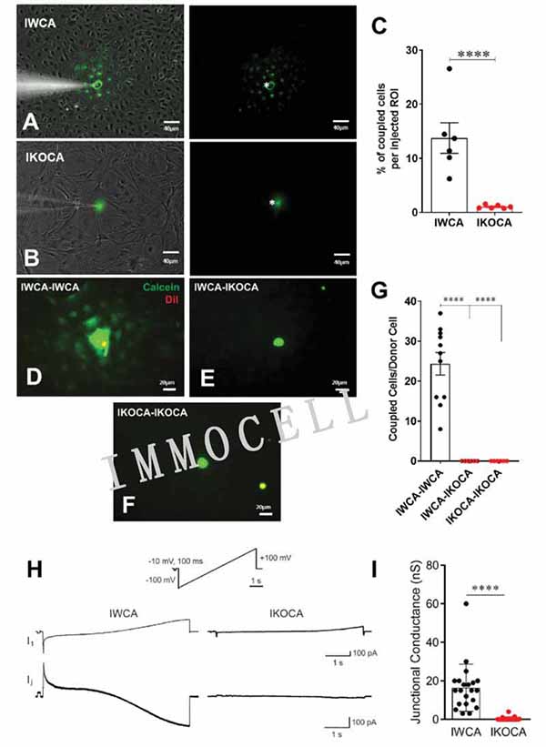 在融合的皮质星形胶质细胞培养物中评估永生化 WT (IWCA) 和 Cx43-null (IKOCA) 中的功能 GJ 耦合图 在融合的皮质星形胶质细胞培养物中评估永生化 WT (IWCA) 和 Cx43-null (IKOCA) 中的功能 GJ 耦合图