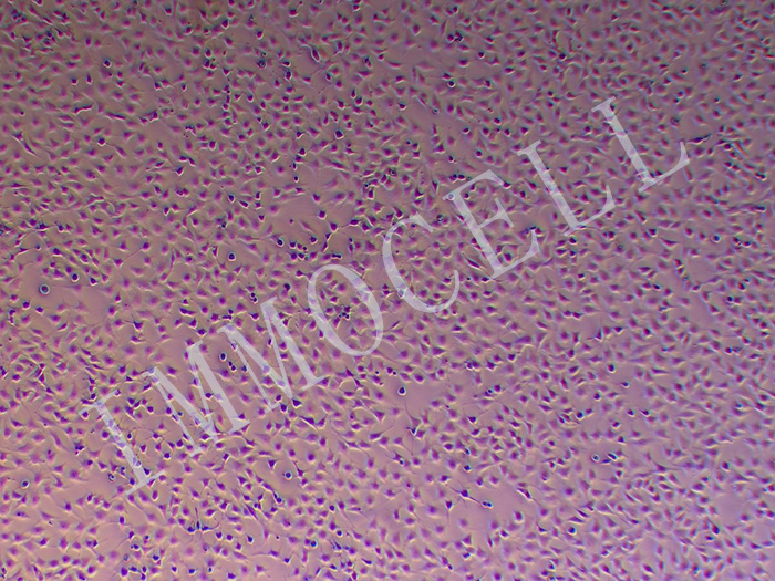 ATDC5细胞细胞图片
