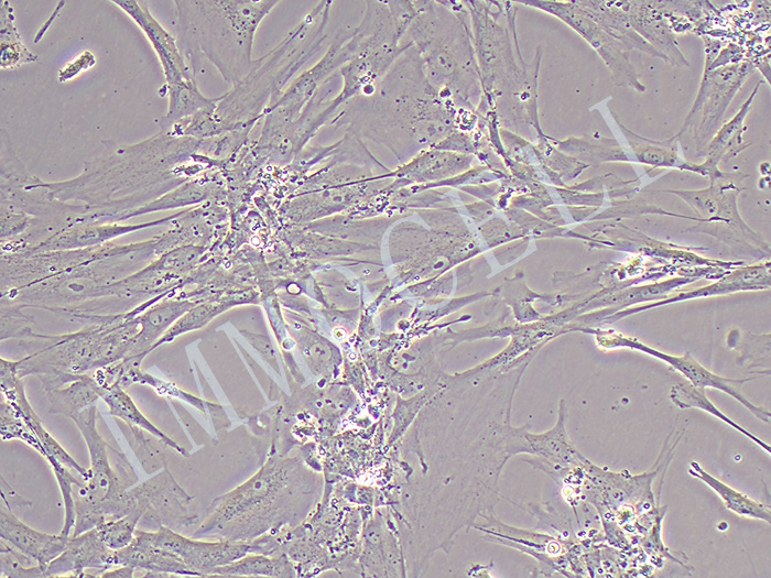 HFL1细胞图片