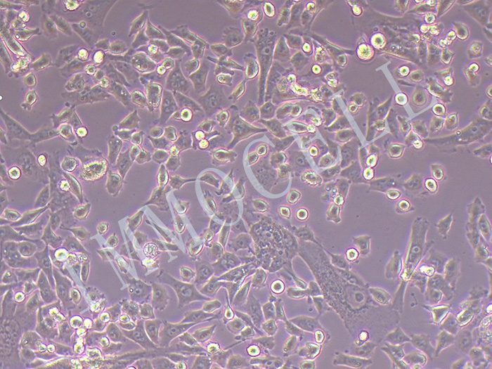 SK-HEP-1-LUC细胞图片