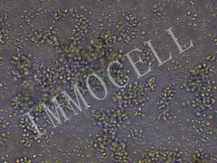 小鼠骨髓细胞图片