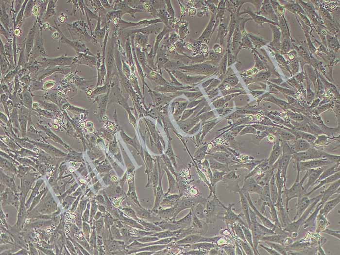 羊睾丸间质细胞（永生化）