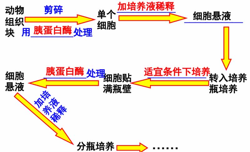 动物细胞培养的原理及常用培养方式