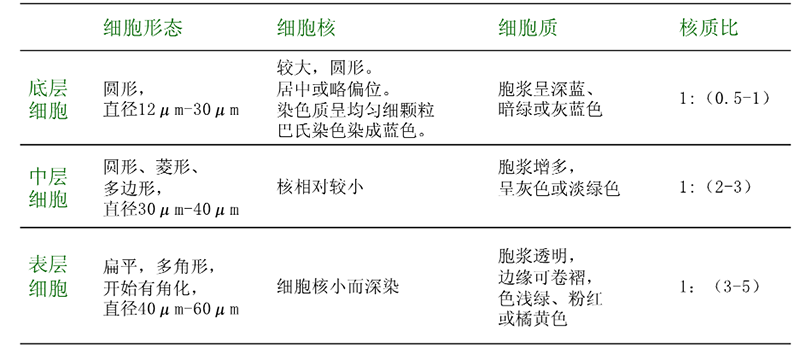 鳞状上皮细胞各层细胞特征图