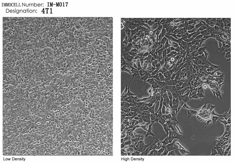 ATCC细胞库4T1细胞图片