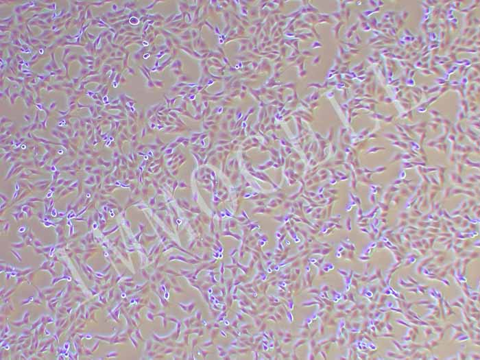 MDBK NBL-1 牛肾细胞（种属鉴定正确）