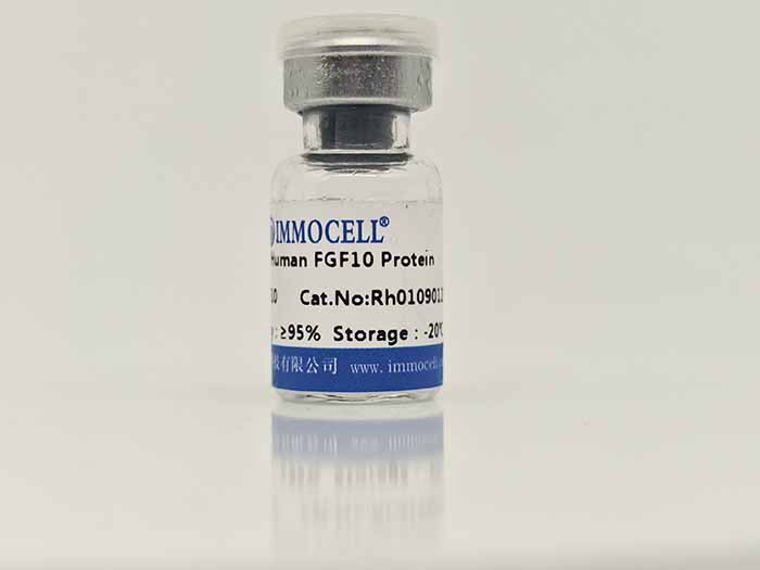 Human FGF-10