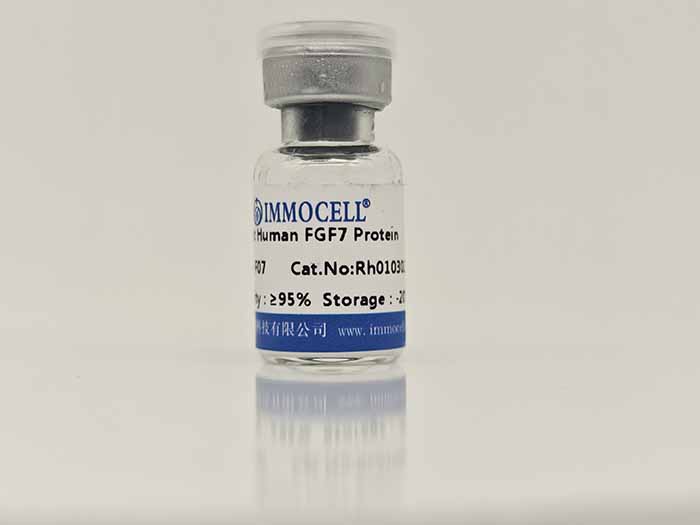 Human FGF-7