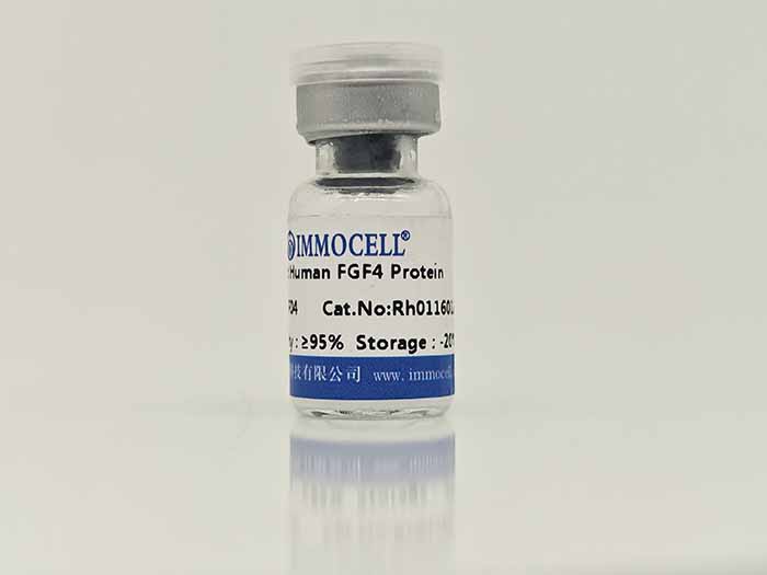 Human FGF-4